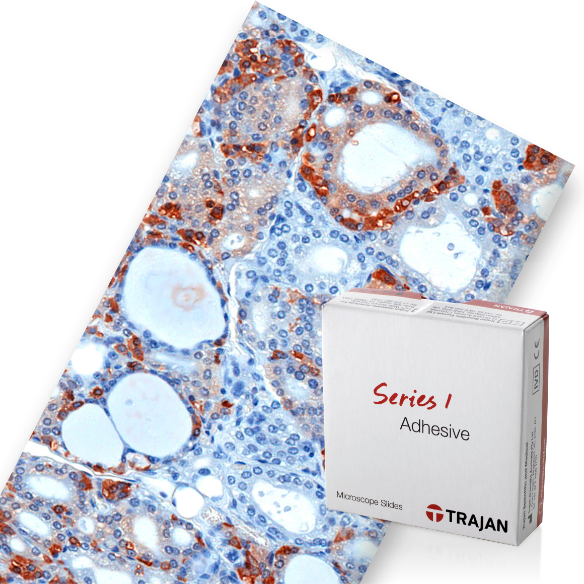 Trajan Series 1 Adhesive Microscope Slides